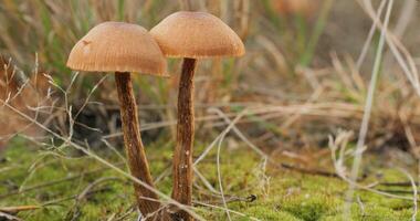 champignons in de wild Woud in herfst seizoen. detailopname foto