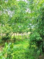 vredig visie van de mooi groen bamboe boom tuin foto