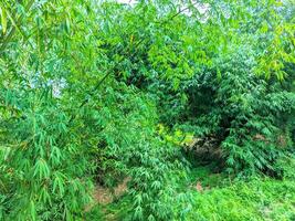 vredig visie van de mooi groen bamboe boom tuin foto