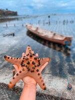 man's hand- houdt een live, mooi en helder zeester in zijn handen. zeester getrokken van de oceaan gedurende een laag tij foto