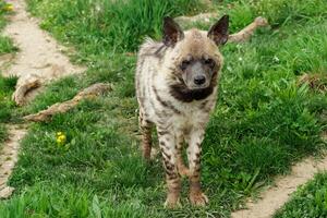 gestreept hyena in gras foto