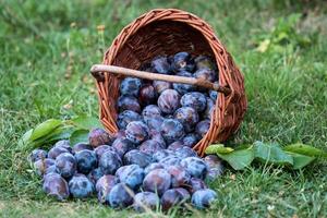 Pruim oogst. pruimen in een rieten mand Aan de gras. oogsten fruit van de tuin foto