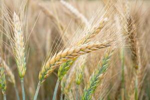 tarwe veld. gouden oren van tarwe Aan de veld. achtergrond van rijpen oren van weide tarwe veld. rijk oogst concept foto