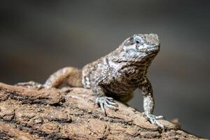 blauw doornig hagedissen resting Aan de tak, sceloporus cyanogenie foto