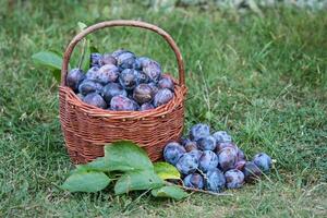 Pruim oogst. pruimen in een rieten mand Aan de gras. oogsten fruit van de tuin foto