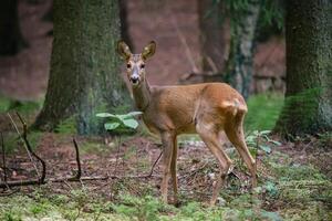 ree hert in Woud, capreolus capreolus. wild ree hert in natuur. foto