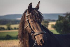 hoofd van een Fries paard met halster. zwart Fries paard. foto