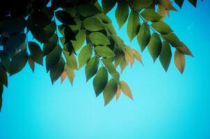 groen bladeren Aan lucht achtergrond foto