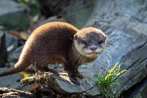 jong Aziatisch kleine klauwen Otter ook bekend net zo de oosters kleine klauwen Otter. deze is de kleinste Otter soorten in de wereld. foto