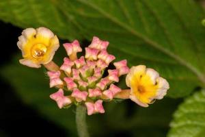 bloem van gewone lantana foto