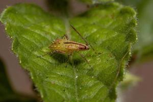 pentatomomorph bug nimf
