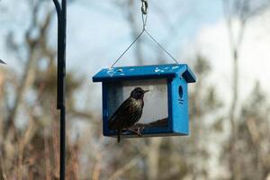 deze spreeuw kwam naar de blauwe vogel voeder naar stelen sommige meelwormen. deze glimmend invasief soorten is bekend voor nemen over. zijn weinig zwart lichaam met wit spikkels bijna looks Leuk vinden sterren in een lucht. foto