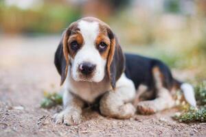 portret van een schattig driekleuren puppy aan het liegen Aan de grond in de tuin, focus Aan oog, schieten met een Ondiep diepte van veld. foto