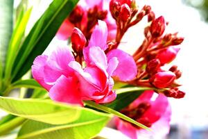 detailopname van vers roze bloemen foto