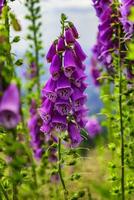 digitalis purpurea bloem in natuur foto