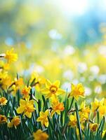 ai gegenereerd mooi panoramisch voorjaar natuur achtergrond met gele narcis bloemen foto