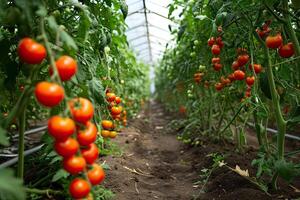 ai gegenereerd vers biologisch rijp tomaten Afdeling groeit in kas foto