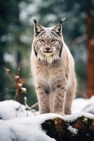 ai gegenereerd Europese lynx in een besneeuwd Woud in de winter. foto