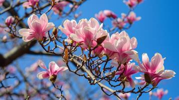 ai gegenereerd magnolia bloesems aangeven de aankomst van voorjaar foto