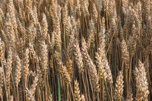 tarwe veld. gouden oren van tarwe Aan de veld. achtergrond van rijpen oren van weide tarwe veld. rijk oogst concept foto