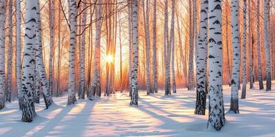 winter zonsondergang in de berk Woud. zonneschijn tussen wit berk boomstammen in ijzig weer foto