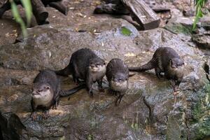 groep van oosters kleine klauwen Otter, ook bekend net zo de Aziatisch kleine klauwen Otter. foto