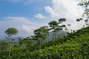 een visie van thee tuin nglinggo, kulonprogo, Yogyakarta foto