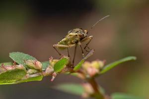 volwassen geurloze plantenwants foto