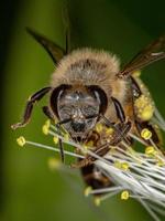 volwassen westerse honingbij foto