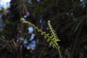 varendetail, andes nevelwoud, ecuador foto