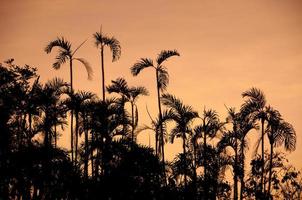 palmboom silhouetten, Amazone regenwoud