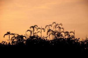 palm silhouetten, amazone jungle foto