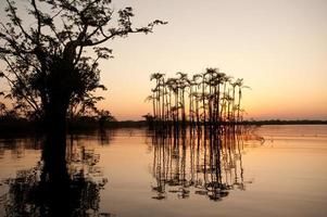 ondergelopen palmbomen, laguna grande, evenaar, amazone regenwoud foto