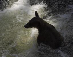 bruine beer silhouet, anan creek, alaska foto