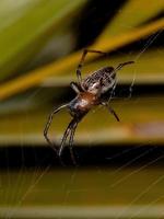 Braziliaanse klassieke orbweaver foto