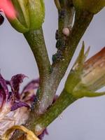 kleine bladluizen insectenop de plant vlammende katy foto