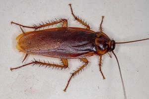 volwassen amerikaanse kakkerlak foto