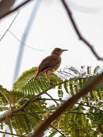 rufous hornero-vogel foto