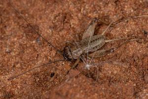 klein veld cricket foto