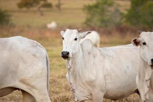 volwassen koe op een boerderij foto