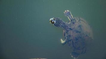 geoffroy-schildpad met zijhals foto