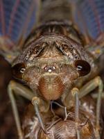 volwassen gigantische cicade foto