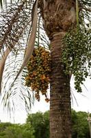 koningin palmboom
