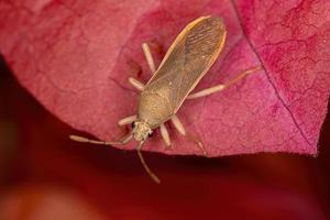 volwassen pentatomomorph-bug