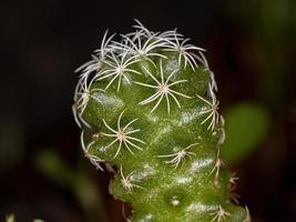 gekweekte kleine cactus foto