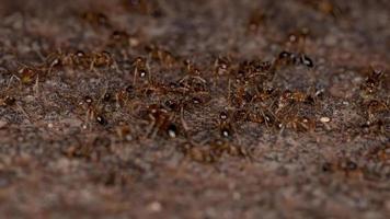 grote kop mieren foto
