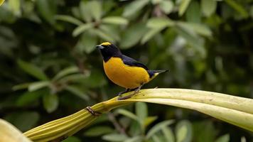 mannelijke purperkeel euphonia foto