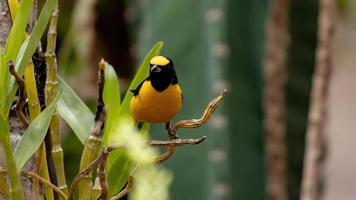 mannelijke purperkeel euphonia foto