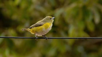 vrouwelijke purperkeel euphonia foto