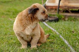 huishond op een boerderij foto